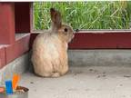 Adopt S Bunny 2404-0969 a American