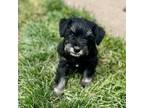Schnauzer (Miniature) Puppy for sale in Prescott, WA, USA