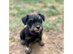 Schnauzer (Miniature) Puppy for sale in Prescott, WA, USA