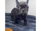 French Bulldog Puppy for sale in Rialto, CA, USA