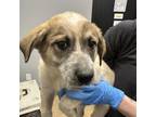 Adopt Koda a Great Pyrenees, Cattle Dog