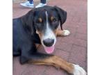 Adopt Chester a Greater Swiss Mountain Dog