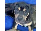 Adopt West (Directional Litter) a Mastiff, Mixed Breed