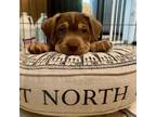 Adopt North (Directional Litter) a Mastiff, Mixed Breed