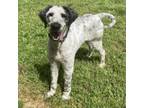 Adopt Newsboy a Standard Poodle, Mixed Breed