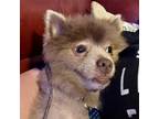 Adopt Dagger Dale a Pomeranian