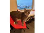 Adopt Pluto (BONDED WITH JUPITER) - In Foster Home a Domestic Short Hair