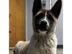 Adopt Veggie a Akita