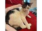 Adopt Rocky a Domestic Short Hair