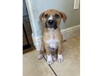 Adopt Campbell a Black Mouth Cur, Mixed Breed