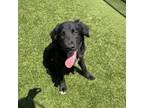 Adopt SWAG a Black Labrador Retriever, Great Pyrenees