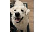 Adopt Truman a Great Pyrenees