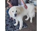 Adopt Duke a Great Pyrenees