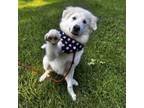 Adopt Pilot a Great Pyrenees