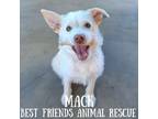 Adopt Mack a Husky, German Wirehaired Pointer
