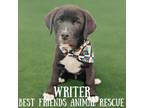 Adopt Writer a Husky