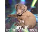 Adopt Tapestry a Husky, Labrador Retriever
