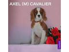Adopt Axel a Cavalier King Charles Spaniel, Poodle