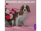 Adopt Braden a Cavalier King Charles Spaniel