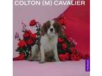 Adopt Colton a Cavalier King Charles Spaniel