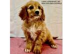Adopt Liam Lionheart a Goldendoodle