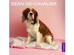 Adopt Sean a Cavalier King Charles Spaniel