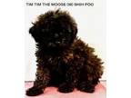 Adopt Tim Tim Moose a Shih Tzu, Poodle