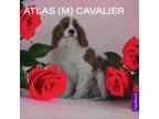 Adopt Atlas a Cavalier King Charles Spaniel