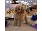Adopt Bring a Cavalier King Charles Spaniel, Poodle