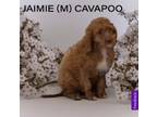 Adopt Jaimie a Cavalier King Charles Spaniel, Poodle