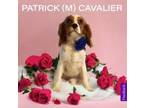 Adopt Patrick a Cavalier King Charles Spaniel