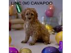 Adopt Linc a Cavalier King Charles Spaniel, Poodle
