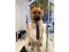 Adopt Oso a German Shepherd Dog, Chow Chow