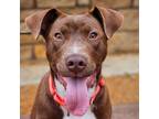 Adopt Anderson a Mixed Breed