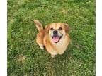 Adopt DJ a Pekingese