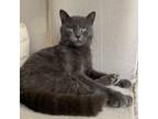 Adopt Grape Banana (GB) a Domestic Short Hair