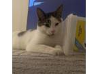 Adopt Cookie a Domestic Short Hair