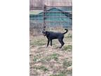 Adopt Robin a Labrador Retriever