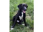 Adopt Ford a Hound, Mixed Breed