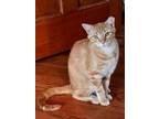 Adopt Rusty a Domestic Short Hair