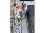 Adopt Kevin a American Staffordshire Terrier, Pit Bull Terrier