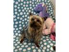 Adopt Yates a Yorkshire Terrier