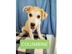 Adopt Columbine a Husky, German Shepherd Dog