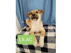 Adopt Lilac a Husky, German Shepherd Dog