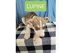 Adopt Lupine a Husky, German Shepherd Dog