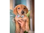 Adopt Rudy a Labrador Retriever, Mixed Breed