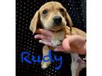 Adopt Rudy a Mixed Breed