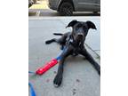 Adopt Rocky a Labrador Retriever, Mixed Breed