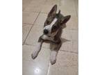 Adopt Duke Javiercito a Siberian Husky