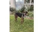 Adopt Gaston a Pointer, Labrador Retriever